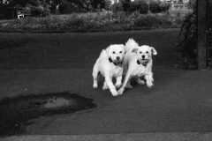 Dogs,Kensington Memorial Park